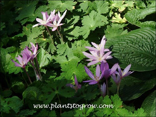 Autumn Crocuss growing through a Geranium